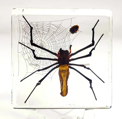 Miniatura 24 de 44mm de escorpión negro real en resina de lucite transparente cristalina, especímenes de artesanía, insectos de varios animales, colección