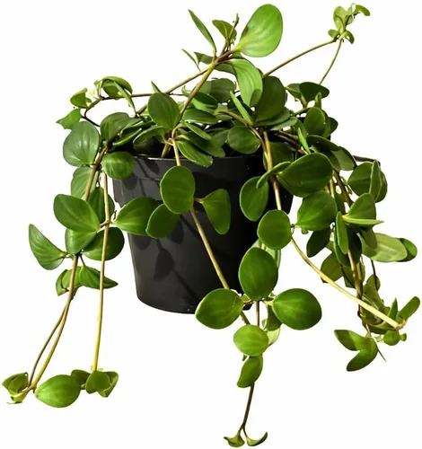 Miniatura 19 de Árbol de dinero trenzado de tocón de Pachira (4 pulgadas), plantas de interior de la suerte, plantas de interior decorativas únicas de 4/6 pulgadas