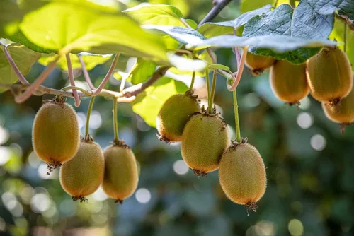 Miniatura 6 de Semillas de frutas para plantar - Semillas de frutas de jardín (caqui americano - 10 semillas)