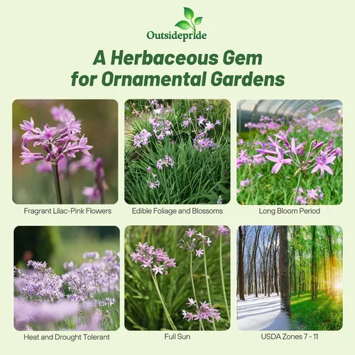 Miniatura 2 de Outsidepride Society Semillas de ajo para plantar, 50 piezas perennes, de bajo mantenimiento, flores moradas, frescas para jardines de hierbas, uso