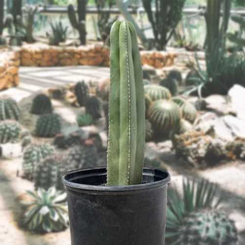 Miniatura 9 de Cactus Outlet - Curiosity - Plantas de cactus vivas, plantas vivas para uso en interiores y exteriores, cactus vivos, 12 a 18 pulgadas, cactus vivos