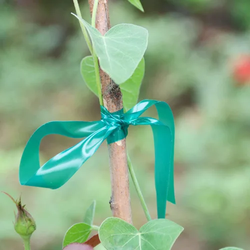 Miniatura 8 de Easytle Rollo de cinta de amarre elástica, 1/2 pulgada y 150 pies, cinta gruesa y resistente para plantas, estacas de vinilo verde jardín