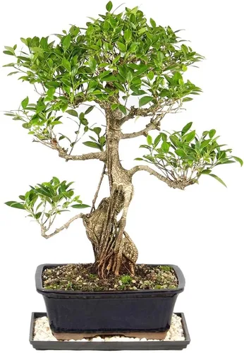 Miniatura 3 de Brussel's Bonsai Live Golden Gate Ficus - Árbol bonsái para interiores, grande, de 10 años, de 16 a 20 pulgadas, árbol bonsái vivo en maceta