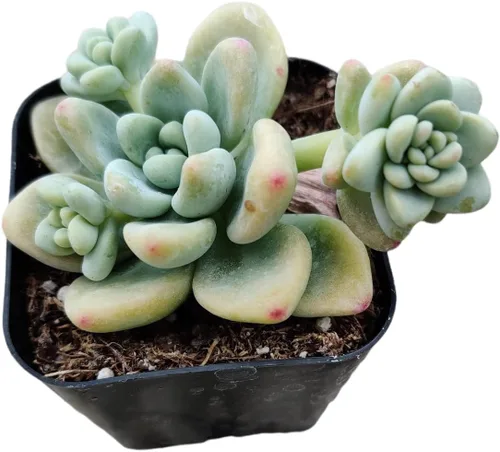 Miniatura 4 de Plantas de Cactus Suculentas Vivas (Maceta de 5 cm Echeveria Minima)