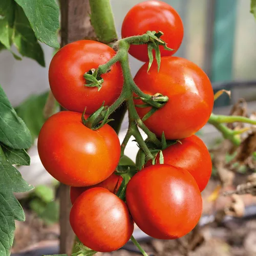 Miniatura 9 de Eden Brothers Semillas de tomate – Semillas de caqui sin OMG para plantar, paquete Semillas de vegetales de bajo mantenimiento, plantas durante