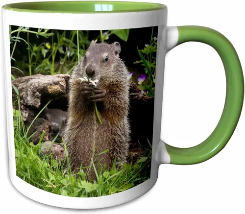 Miniatura 9 de 3dRose Estados Unidos, Minnesota, arenisca. Marmota alimentándose de una flor. Taza negra de dos tonos de 11 oz Negro