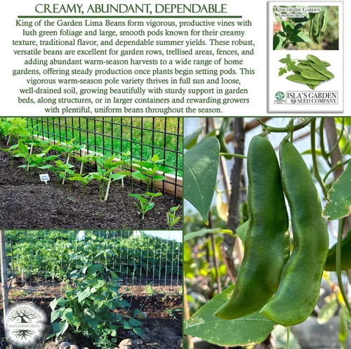 Miniatura 5 de King of The Garden - Semillas de frijol Lima (Pole Lima, Phaseolus lunatus) – Más de 25 semillas de reliquia no transgénicas de Isla's Garden Seeds