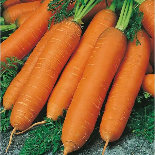 Miniatura 3 de Zanahoria Vegetal Red Giant - 1000 Semillas