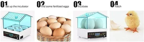 Miniatura 3 de Incubadora de huevos para incubar huevos, incubadoras de pollo, mini incubadoras digitales automáticas para incubar huevos, codornices patos