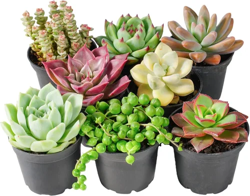 Sprout N Green Plantas suculentas vivas, paquete de 8 suculentas reales surtidas en maceta de 2 pulgadas con mezcla de tierra, plantas pequeñas con