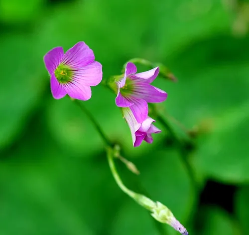 Miniatura 2 de Bulbos de trébol verde, 15 bulbos Oxalis de la suerte para plantar, fáciles de cultivar en interiores fuera de la elección del jardinero novato