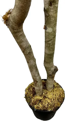 Miniatura 9 de Cypress & Alabaster Árbol artificial de hoja de olivo negro italiano hecho a mano de 4 pies con troncos de madera real de origen ético
