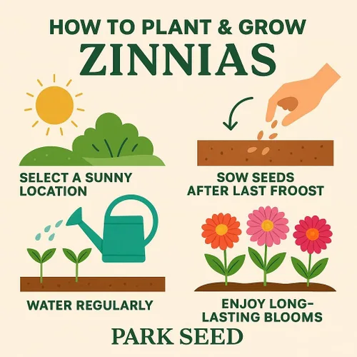 Park Seed Zinnia - Semillas para plantar flores, fáciles de cultivar, perfectas para jardín de primavera, dragón oculto, paquete de 50