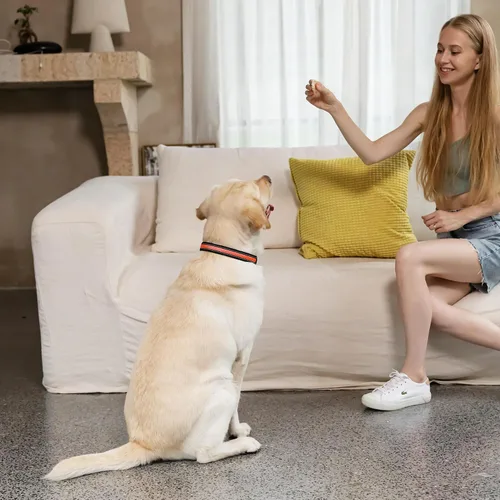 Miniatura 7 de Collar de perro recargable con luces LED para la noche, collar de perro que brilla en la oscuridad, impermeable, collar ajustable con luz