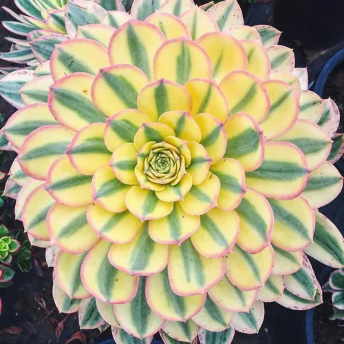 Aeonium Planta Viva, Raras Suculentas Aeonium para Plantas de Interior en Maceta de 4 Pulgadas, Suculentas para Decoración de Oficina en Casa