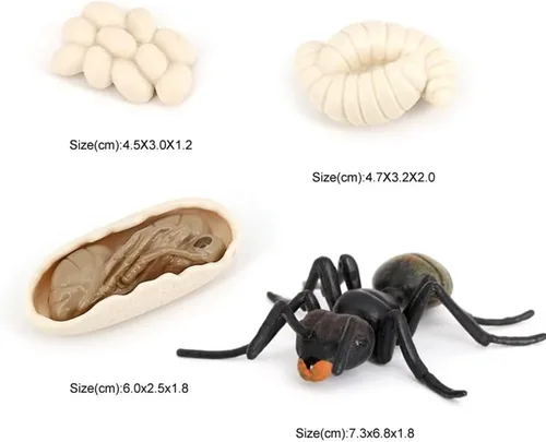 Miniatura 2 de Ciclo de Crecimiento de Hormigas, Juguete de Modelo Biológico del Ciclo de Crecimiento Animal, Etapa de Crecimiento, Conjunto de Juguete