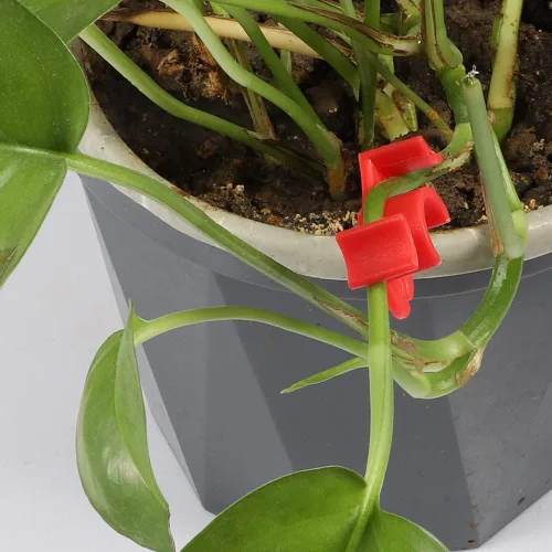 Miniatura 6 de LucyPhy Paquete de 30 dobladores de plantas con ángulos ajustables, clips de entrenamiento de plantas para entrenamiento de bajo estrés, 90 grados