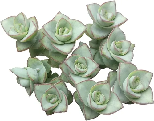 Miniatura 10 de Suculentas vivas Echeveria Elegans Bola de nieve mexicana de 4 pulgadas - Plantas suculentas vivas - Plantas suculentas raras vivas - Plantas Bola