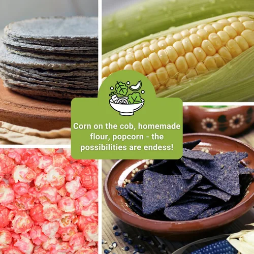 Miniatura 6 de Sow Right Seeds - Colección de semillas de maíz raras para plantar - Variedades de palomitas de maíz, hopi azul y nogal blanco King - Paquetes