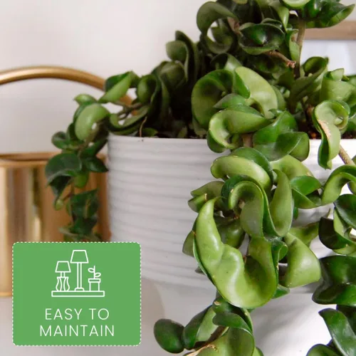 Miniatura 3 de American Plant Exchange Plantas Hoya surtidas, macetas de 4 pulgadas, paquete de 3, enredaderas de cera con flores vivas, plantas