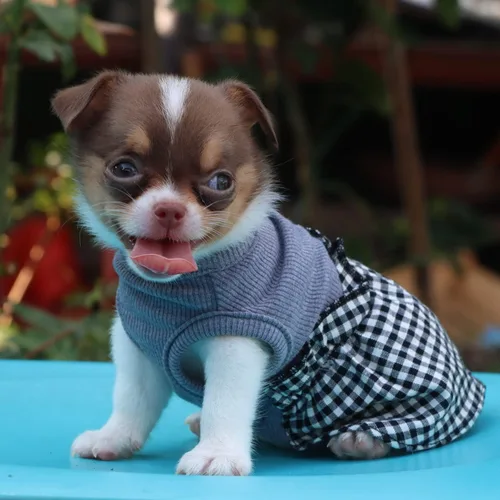 Miniatura 5 de LOPHIPETS Vestido a cuadros para perros pequeños, taza de té para niña, chihuahua, yorkie, cachorro, ropa de gato, cuadros blancos y negros, XXS