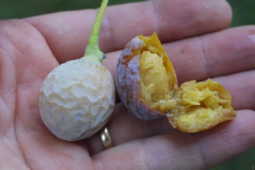 Miniatura 4 de GINKGO BILOBA Semillas de plantas"Árbol Maidenhiar" Puede hacer un excelente bonsái(5 semillas)