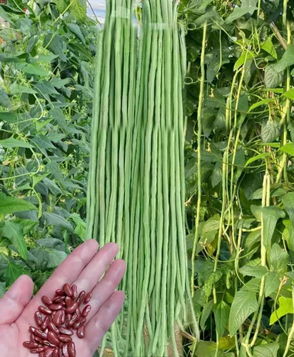 Miniatura 4 de 30 semillas de frijol largo verde/rojo para patio, fideos asiáticos, espárragos, semillas de frijol sin OMG