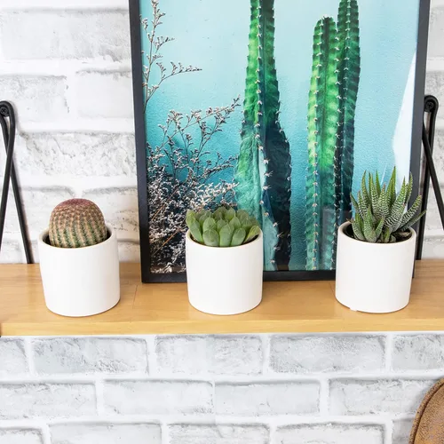 Miniatura 6 de Plants for Pets - Plantas vivas de poca luz en macetas de cerámica para suculentas (paquete de 3), planta suculenta Gasteria y plantas de cactus
