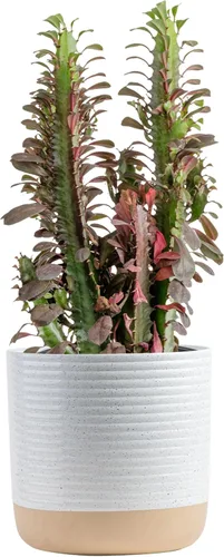 Costa Farms Live Euphorbia Trigona 'Red' Planta de Cactus Viva en Maceta Decorativa de 10 Pulgadas – Suculenta Alta y de Bajo Mantenimiento para