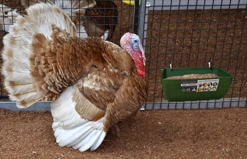 Miniatura 6 de Comedero de pollo, comedero de cabra – Paquete de 2, 5.5 cuartos de galón, para cabras, pollos, patos, ovejas, lechones, ciervos, gansos, pavos
