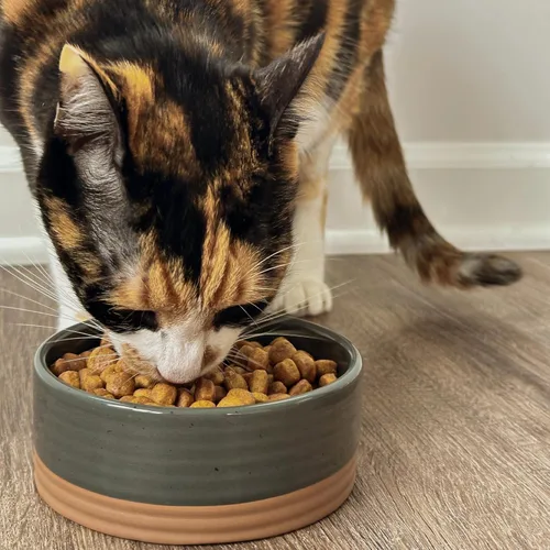 Miniatura 6 de Taza de cerámica para mascotas Mora tamaño pequeño - Plato para comida/agua para cachorros, gatos, conejillo de Indias, conejos, hámsters, Carbón