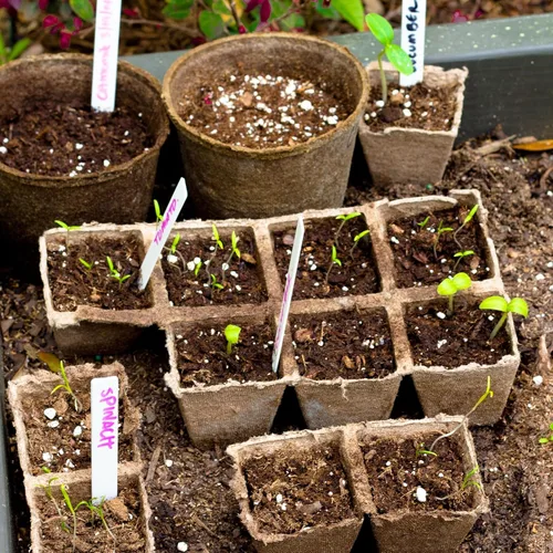Miniatura 7 de Doter 10 paquetes de bandejas de inicio de plántulas, 120 celdas, bandejas de germinación de semillas biodegradables, macetas de turba para plantas