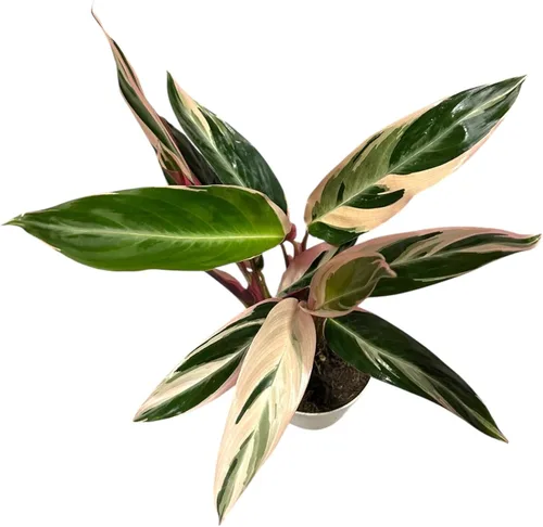 Miniatura 4 de Plantas vivas Stromanthe Triostar, planta de oración tricolor, 12-16 pulgadas de alto, planta de interior, hermosa planta viva de interior, fácil