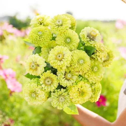 Miniatura 69 de Eden Brothers - Semillas de zinnia, cactus con flores, sin OMG, plantar en primavera, paquete, flores de bajo mantenimiento, zonas 3, 4, 5, 6, 7, 8