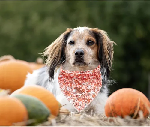 Miniatura 3 de Pañuelo de otoño para perro, 1 bufanda de Halloween para perro, bufandas para perros, bufanda para mascotas, pañuelo para mascotas, bufandas