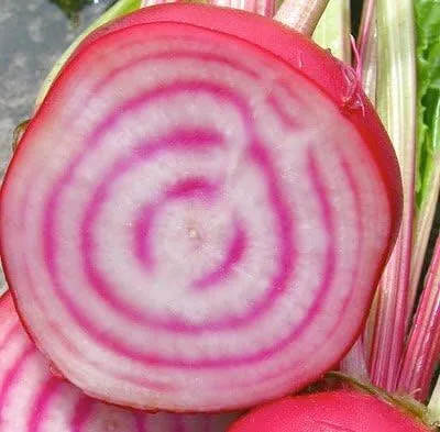 Miniatura 2 de Beet Chioggia Great Heirloom Vegetable by Seed Kingdom Bulk 1,500 Semillas