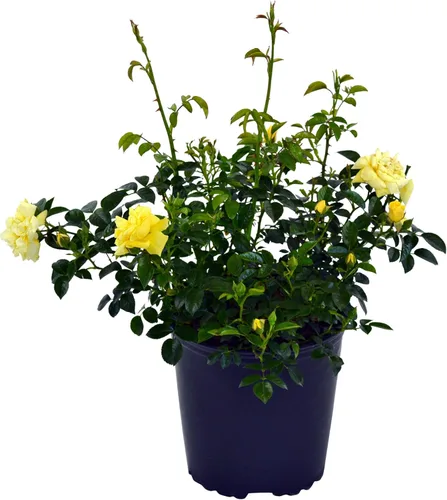 Miniatura 6 de Planta viva de Green Promise Farms Flower Carpet Roses ROSA `FLOWER CARPET PINK` Pink Flower Arbusto #2 Tamaño Contenedor Rosa