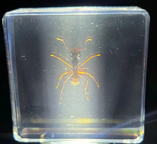 Miniatura 6 de Hormiga tejedora real de 1.457 in en resina de lucita cristalina, espécimen preservado de polyrhachis inmersiones, insectos, taxidermia, colección
