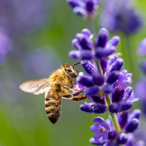 Miniatura 5 de Earthborn Elements Polen de abeja 200 cápsulas, puro y sin diluir, sin aditivos