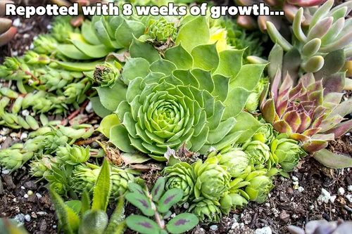 Miniatura 6 de Sempervivum - Plantas suculentas decorativas (5 unidades), plantas vivas de interior, plantas de interior vivas, regalos de jardinería para amantes