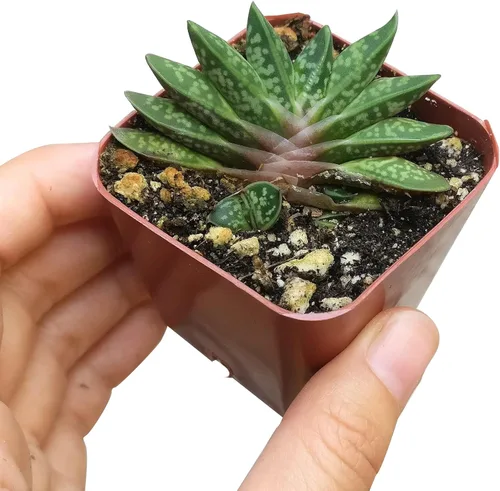 Miniatura 2 de Gasteria Little Warty (2 pulgadas) Ideas únicas de regalo para suculentas Suculentas vivas saludables totalmente arraigadas para decoración