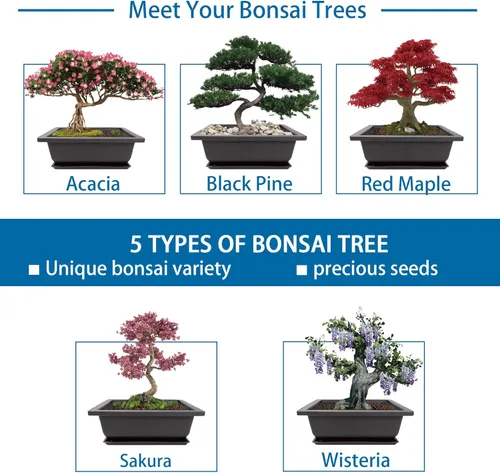 Miniatura 3 de Kit de inicio de Bonsái Sproutix, 5 semillas que crecen en Acacia, Glicinia, Sakura, Arce Rojo y Pino Negro, Incluye herramientas de jardinería