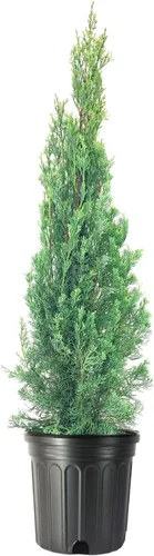 Árbol de ciprés italiano | 1 árbol extra grande de 3 galones | Cupressus Sempervirens | Plantas formales elegantes de estilo mediterráneo