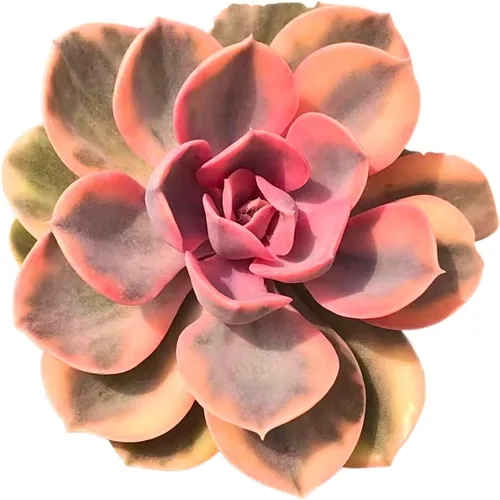 Miniatura 12 de Echeveria Agavoides Ebony - Suculenta viva - 2.5 pulgadas - Tolerante a la sequía, bajo mantenimiento, ideal para interiores y exteriores, Echeveria