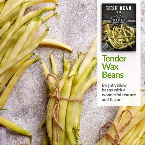 Miniatura 4 de Survival Garden Seeds - Semilla de frijol Golden Wax Bush para plantar - 5 paquetes con instrucciones para plantar y cultivar frijoles amarillos