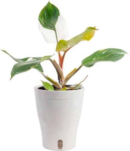 Miniatura 12 de Costa Farms - Aglaonema, planta de interior viva, auto-riego, maceta decorativa, 1 pie de alto, colección Trending Tropicals Maceta de decoración