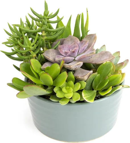Miniatura 8 de Plantas suculentas viven en el jardín, plantas suculentas vivas, plantas vivas en maceta de color gris pardo, suculentas vivas, regalos únicos