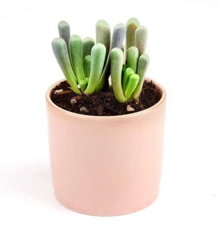 Miniatura 3 de Baby Toes Fenestraria Aurantiaca Succulent (maceta de plástico de 2 pulgadas) Suculenta rara para ideas de regalo