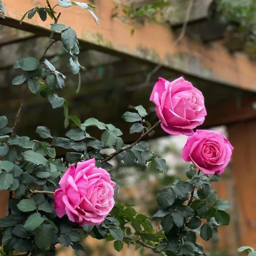 Miniatura 7 de Rosas de té híbridas de reliquia, planta de raíz propia viva para jardín al aire libre, Sister Emmanuelle™, excepcionalmente fragantes, zonas
