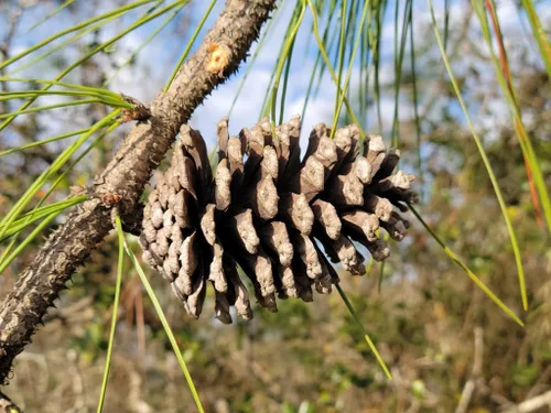 Miniatura 8 de Slash Pine Tree Semillas Premium Pinus elliottii Plants' (Premium Seeds, 20)